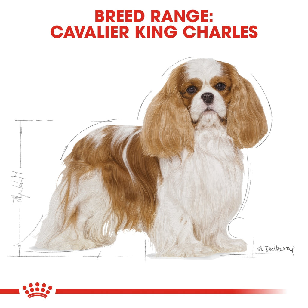 Royal Canin Cavalier King Charles Adult Dry Dog Food - PetHubb - RO265730