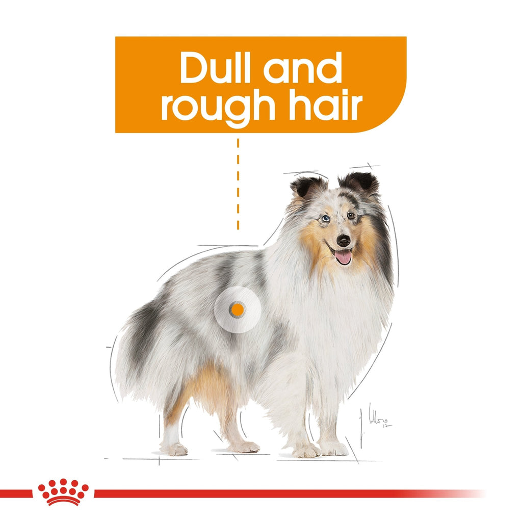 Royal Canin Coat Care Wet Dog Food - PetHubb - RO270420