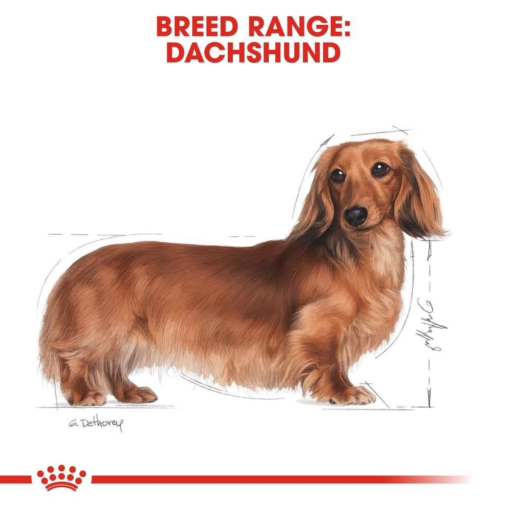 Royal Canin Dachshund Adult Wet Dog Food - PetHubb - RO267250