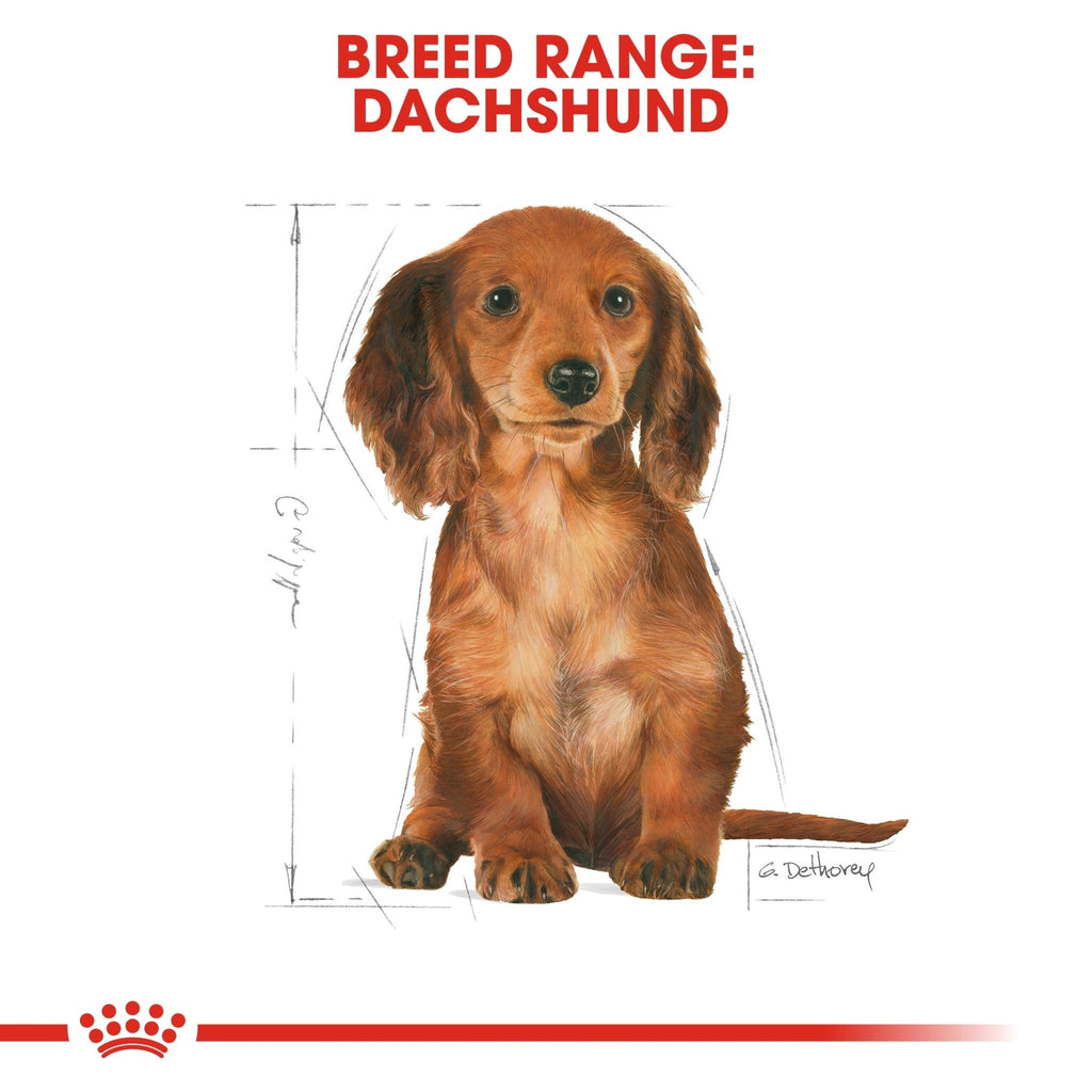 Royal Canin Dachshund Puppy Dry Food - PetHubb - RO270980