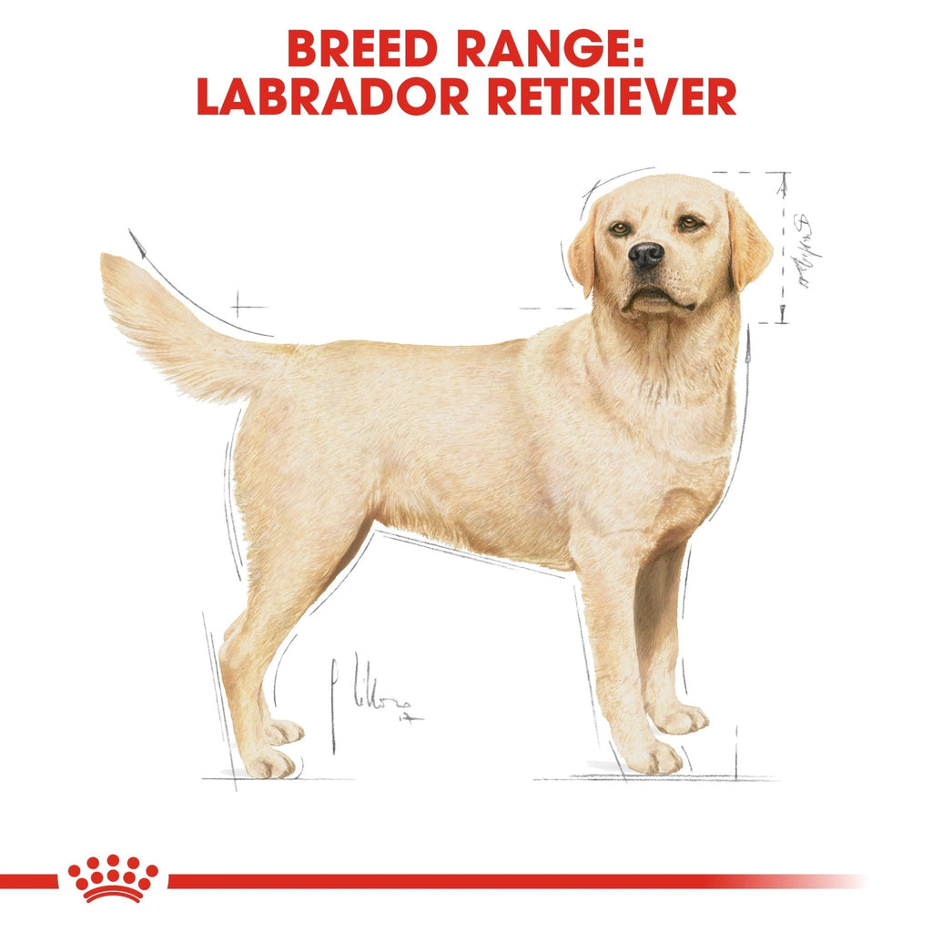 Royal Canin Labrador Retriever Adult Dry Dog Food - PetHubb - RO255500